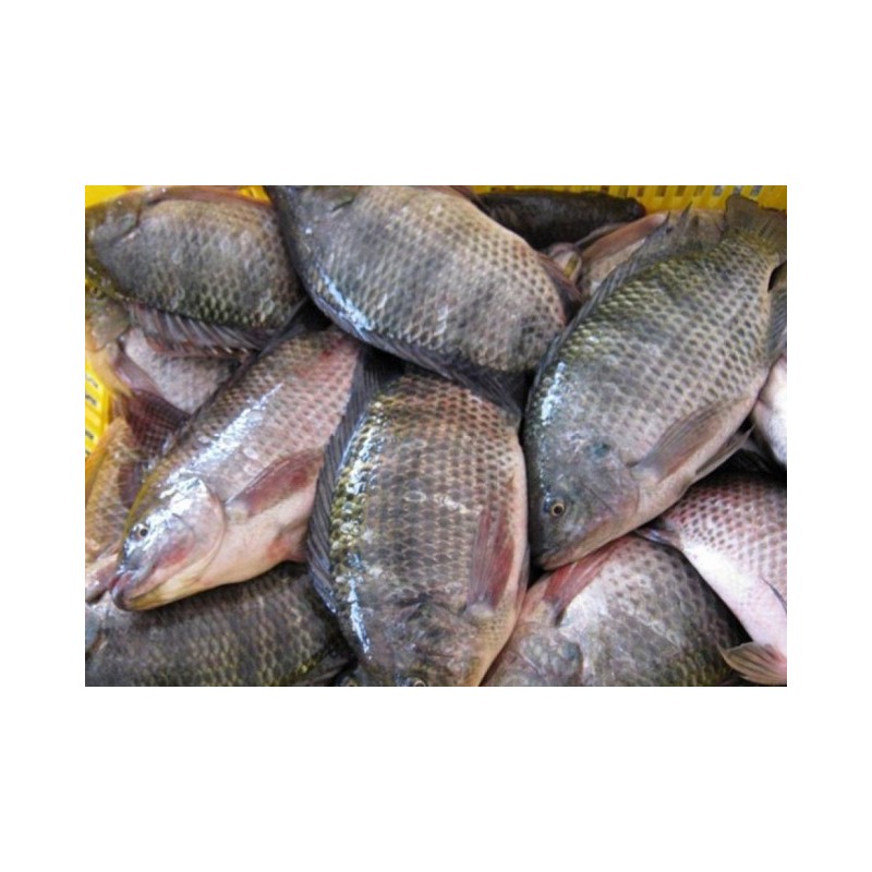 Poisson carpe frais d'eau douce 1 Kg