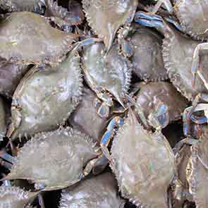 Crabe femelle (x 3)