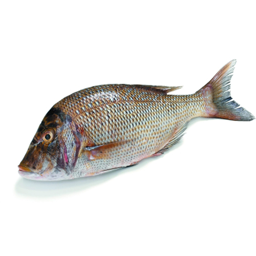 Poisson Capitaine frais 1 Kg