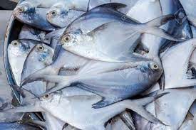 Poisson Pompano frais et saint 1kg